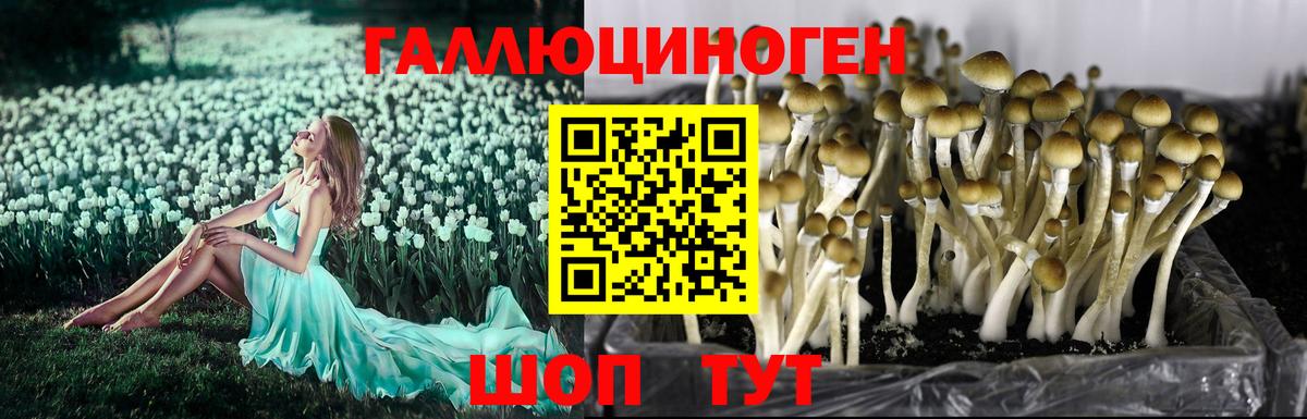 купить наркотик  Псилоцибиновые грибы Psilocybe  Вход с VPN  Кушва 